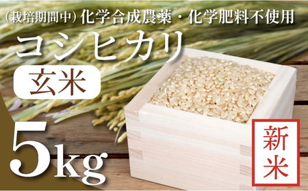 令和7年産 玄米 コシヒカリ 5kg 徳島県 小松島 米 栽培期間中 化学合成農薬不使用