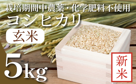 [2024年9月より順次発送]令和6年産 新米 玄米 コシヒカリ 5kg 栽培期間中無農薬 ふるさと納税 新生活 四国 徳島 小松島 新生活 おいしい お米 米 こめ おこめ 国産 ごはん ご飯 ゴハン