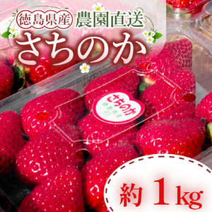 いちご 朝摘み 冷蔵 計1kg 200g (5パック) 苺 さちのか [先行予約] [2025年1月より順次発送] イチゴ 四国 徳島 小松島 産地直送 期間限定 フレッシュ イチゴ フルーツ 果物 国産 ふるさと人気 限定出荷 いちご 苺 ブランド 大粒 旬 産地 直送 フレッシュ フルーツ 果物 国産 ベリー 人気 ふるさと納税 ふるさと おいしい [送料無料]