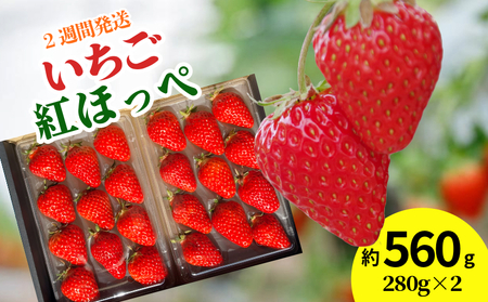 [訳あり] いちご 紅ほっぺ 大粒 560g以上 ( 約280g × 2パック ) 2週間発送 苺 ストロベリー べにほっぺ 果物 フルーツ ベリー デザート スイーツ おやつ ケーキ ゼリー ジュース ジャム アイス シャーベット スムージー ヨーグルト クレープ タルト チョコ 大福 フルーツサンド ギフト プレゼント 朝摘み 贈答 お取り寄せ グルメ 冷蔵 送料無料 徳島 小松島