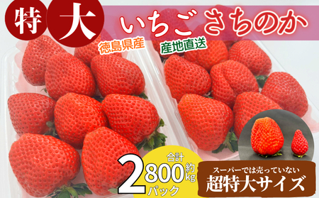 いちご さちのか 大粒 2パック ( 1パック 約400g前後 ) 計約800g前後 ビッグサイズ 特選 朝採れ 産地直送 苺 イチゴ ストロベリー フルーツ 果物 洋菓子 和菓子 スイーツ お菓子 おやつ アイス ケーキ パフェ タルト ゼリー 限定出荷 イチゴ ブランド 大粒 フレッシュ ベリー 甘い おいしい 朝摘み 送料無料 徳島 小松島 [出荷開始]