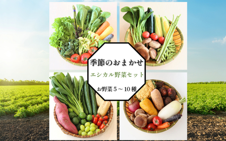 季節のエシカル野菜詰め合わせセット(5?10種)季節 旬 野菜 詰め合せ 国産 おまかせ 産地直送