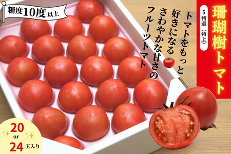 [2026先行予約]珊瑚樹トマト S特選 約1kg[糖度10度以上]※2026年春発送[4月発送] トマト トマト トマト トマト トマト