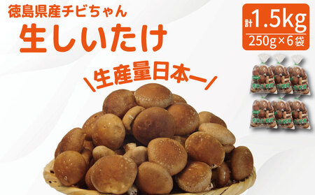 生しいたけ 1.5kg しいたけ しいたけ しいたけ しいたけ しいたけ
