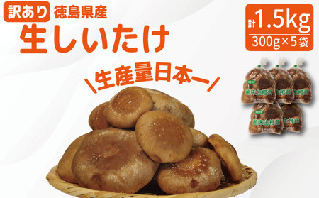 訳あり 生しいたけ 1.5kg しいたけ