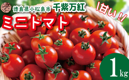 [2026年3月発送] ミニトマト 千紫万紅 甘い 国産 1kg ミニトマト ミニトマト ミニトマト ミニトマト ミニトマト