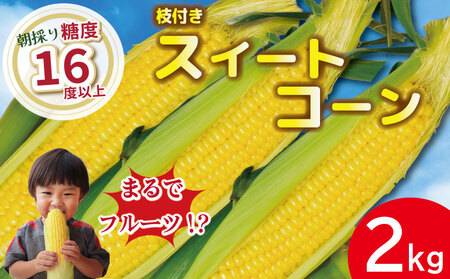 [先行予約] とうもろこし スイートコーン 2kg 2026年4月より順次発送 朝採れ 採れたて 糖度 16度以上 ゴールドラッシュ ネオ とうもろこし 野菜 甘い コーン 産地直送 桃 ぶどう メロン に並ぶ 甘さ 朝 糖度 生 野菜 スイートコーン 産地直送 バーベキュー BBQ コーン
