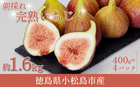 朝採れ 完熟 いちじく 1.6kg(400g×4パック) 甘い フルーツ 産地直送 デザート 季節限定 ケーキ 果実 旬 無花果 コンポート ジャム 小松島