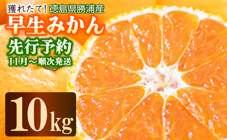 [先行予約] 2025年11月発送 みかん 10kg 優品 M~L 国産 徳島県 勝浦産 果物 フルーツ 早生 獲れたて 蜜柑 温州 産地直送 数量限定 早生みかん [北海道・東北・沖縄・離島配送不可]