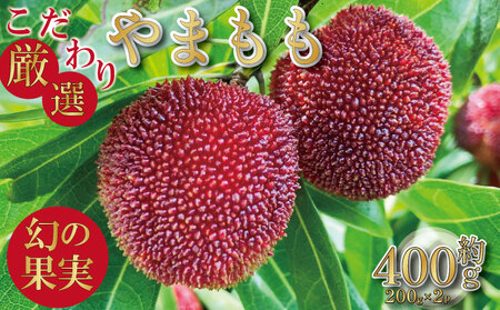 [先行予約] やまもも フルーツ 400g レア やまもも 2025年6月下旬順次発送