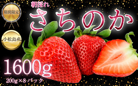 [2026年2月中旬順次発送] さちのか いちご 1.6kg(200g×8) 苺 イチゴ ストロベリー strawberry