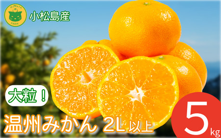 みかん 大玉 温州みかん 5kg 2L以上 くだもの 蜜柑 ミカン 小松島市