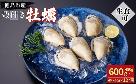 牡蠣 12個 計480g〜600g 生食用 殻付きかき