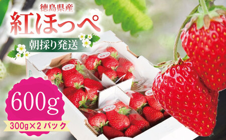 いちご 紅ほっぺ 約600g ( 約300g × 2パック ) 朝採り いちご