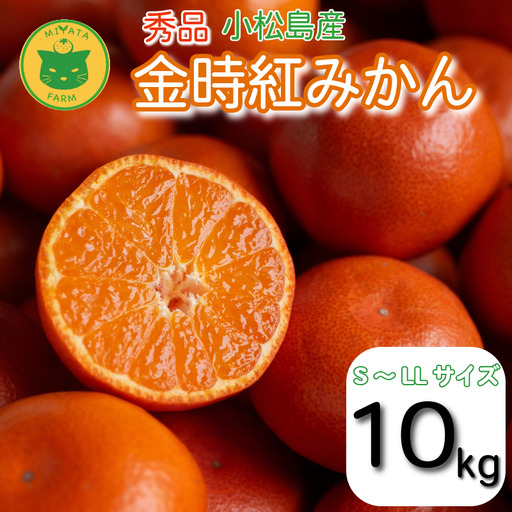 【2026年12月順次発送】　金時紅みかん 10kg みかん 甘い 紅 みかん 柑橘 蜜柑