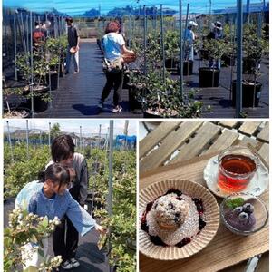 ブルーベリーの旅!摘み&スイーツ体験チケット_旅行券・チケット 体験チケット _