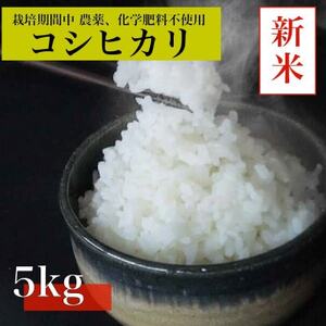 [令和7年産 新米先行予約]コシヒカリ白米5kg[栽培期間中農薬・化学肥料不使用]徳島県阿南市産