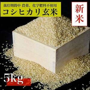 [令和7年産 新米先行予約]コシヒカリ玄米5kg[栽培期間中農薬・化学肥料不使用]徳島県阿南市産
