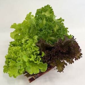 新鮮しゃきしゃきレタス[配送不可地域:離島・北海道・沖縄県]