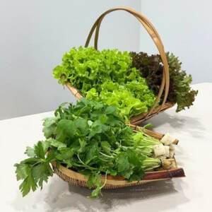 新鮮しゃきしゃきレタスと香る三つ葉セット[配送不可地域:離島・北海道・沖縄県]