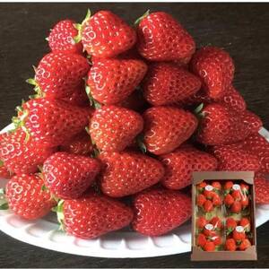 [300g×4パック]贈答用いちご1200g 2品種以上入ります。[配送不可地域:離島・北海道・沖縄県]