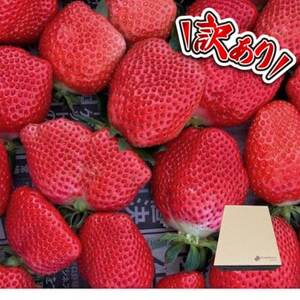 [訳あり][300g×4パック]規格外いちご1200g 2種以上入ります。[配送不可地域:離島・北海道・沖縄県]