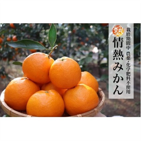 [2026年5月より受付開始]徳島県阿南市産みかん5kg 栽培期間中農薬・化学肥料不使用 不揃い