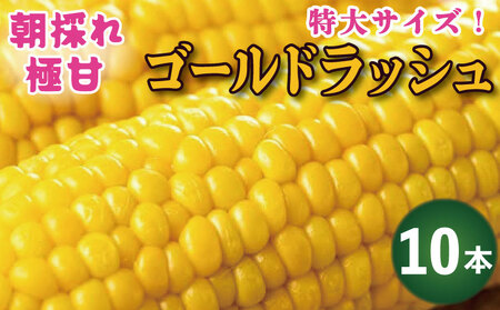 とうもろこし ゴールドラッシュ 10本 約4kg スイートコーン 先行予約 2025年6月発送予定 とうもろこし トウモロコシ とうもろこし トウモロコシ