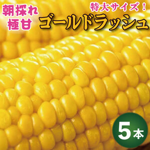 とうもろこし ゴールドラッシュ 5本 約2kg スイートコーン 先行予約 2025年6月から順次発送 とうもろこし トウモロコシ とうもろこし トウモロコシ とうもろこし