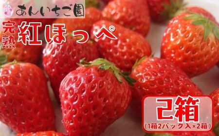 いちご 紅ほっぺ 4パック ( 2025年 1月 以降 発送予定 ) 期間限定 人気 果物 フルーツ 新鮮 旬 冬 春 ケーキ ショートケーキ デザート ギフト 贈り物 贈答 イチゴ 苺 ストロベリー 徳島県 吉野川市 あんいちご園