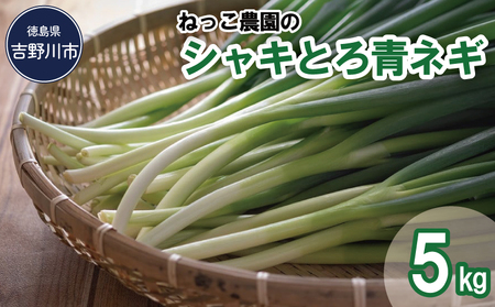 ねっこ農園の「シャキとろ青ネギ」5kg ネギ ネギ ネギ ネギ ネギ