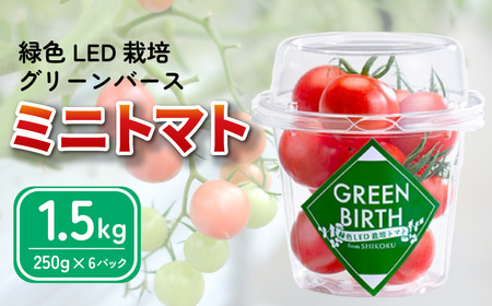 トマト ミディトマト 1.5kg (250g×6) グリーンバース 2024年 11月? 発送予定 野菜 やさい 果物 スイーツ ジュース トマトジュース パスタ スパゲッティ ソース サラダ ドレッシング サンドイッチ ハンバーガー ピザ カレー プチトマト 送料無料 四電工 徳島県 吉野川市