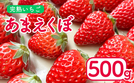 いちご 500g あまえくぼ 2パック ( 2025年 1月 以降 発送予定 ) 朝採れ 期間限定 人気 果物 フルーツ 新鮮 旬 冬 春 ケーキ ショートケーキ デザート ギフト 贈り物 贈答 イチゴ 苺 ストロベリー 徳島県 吉野川市 あんいちご園