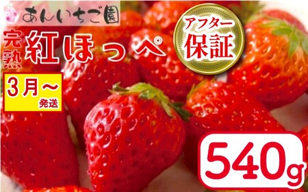 紅ほっぺ 540g 苺 いちご 3月 〜 順次発送 いちご いちご いちご いちご いちご いちご