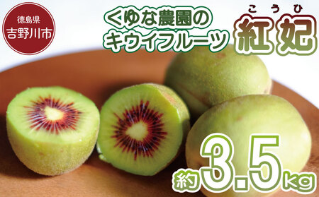 訳あり キウイフルーツ 紅妃 3.5kg 先行予約 2025年10月上旬～ キウイ キウイ キウイ キウイ