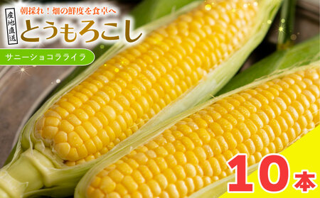 Ƃ낱 Tj[VRC 10{ 4kg s\ | Ƃ낱