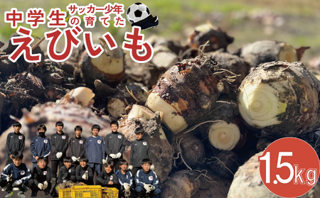 [ 海老芋 ]エビイモ 1.5kg 1箱 えびいも