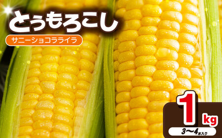 訳あり とうもろこし 1kg (3本~4本) サニーショコラライラ 先行予約