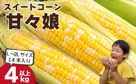 [ とうもろこし ] 甘々娘 4kg以上 L〜2L 14本 サイズ混合 [ 2026年6月発送 ] スイートコーン かんかん娘