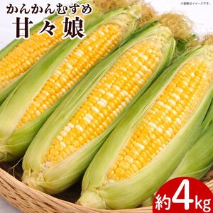 とうもろこし 甘々娘 約4kg Lサイズ [ 2026年6月発送 ]