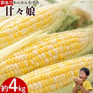 訳あり とうもろこし 甘々娘 約4kg サイズ不揃い [ 2026年6月発送 ]