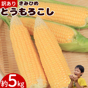 訳あり とうもろこし きみひめ 約5kg [ 2026年6月発送 ]