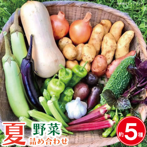 夏野菜 5種 詰め合わせ 野菜