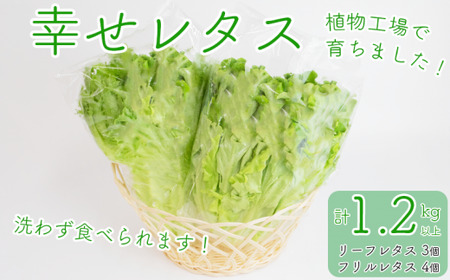 野菜 詰め合わせ セット レタス 計7個 幸せレタス フリルレタス 4個 グリーンリーフ 3個 水耕栽培 LED 栽培 低菌 野菜 丸ごと ベジタブル 副菜 常備菜 サラダ ヴィーガン ヘルシー 徳島県 阿波市