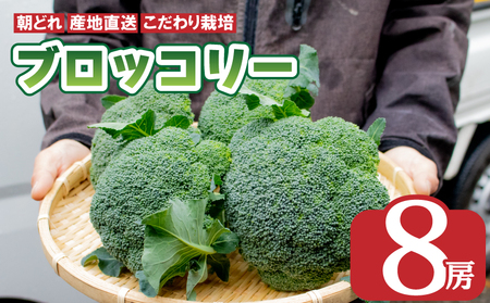 先行予約 ブロッコリー 8本 2kg以上 野菜 やさい 国産 朝採れ 新鮮 旬 季節野菜 産地直送 鮮度抜群 サラダ スープ 味噌汁 鍋 シチュー カレー 和食 洋食 中華 ビタミン 美容 健康 冷蔵 お取り寄せ グルメ 送料無料 徳島県 阿波市