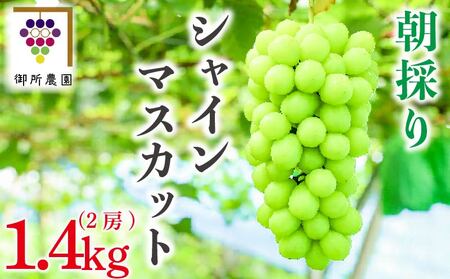 シャインマスカット 約1.4kg [出荷時期:2025年8月下旬〜9月下旬頃] ぶどう 葡萄 シャインマスカット シャインマスカット シャインマスカット