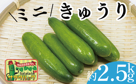 野菜 夏野菜 きゅうり ミニきゅうり 2.5kg 小分け きゅうり きゅうり