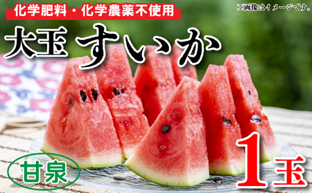 すいか 大玉 1玉 約 5〜7kg 果物 フルーツ 西瓜 産地直送 甘い 夏 甘泉 阿波市 徳島県 先行予約