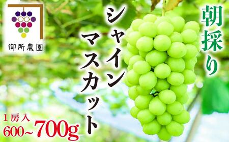 シャインマスカット 約600〜700g 1房 [出荷時期:2025年8月下旬〜9月下旬頃] ぶどう 葡萄 シャインマスカット シャインマスカット シャインマスカット