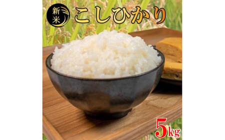 コシヒカリ 無洗米 5kg 令和6年度 米 こめ ご飯 ごはん おにぎり 白米 精米 新米 無洗米 卵かけご飯 食品 備蓄 備蓄米 保存 防災 ギフト 贈答 プレゼント お取り寄せ グルメ 送料無料 徳島県 阿波市 須見商店